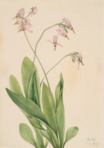 Étoile filante Dodecatheon meadia, 1919 - Mary Vaux Walcott