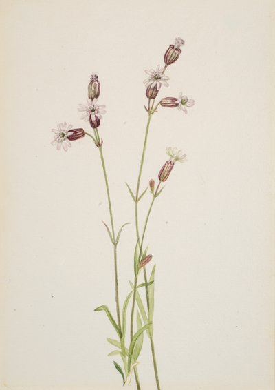 Silene multicaulis, vers 1900-1920 - Mary Vaux Walcott