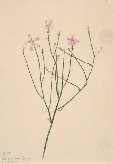 Fleur squelette Lygodesmia juncea, 1923 - Mary Vaux Walcott