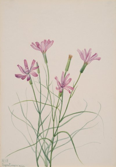 Lygodesmia grandiflora, 1931 - Mary Vaux Walcott