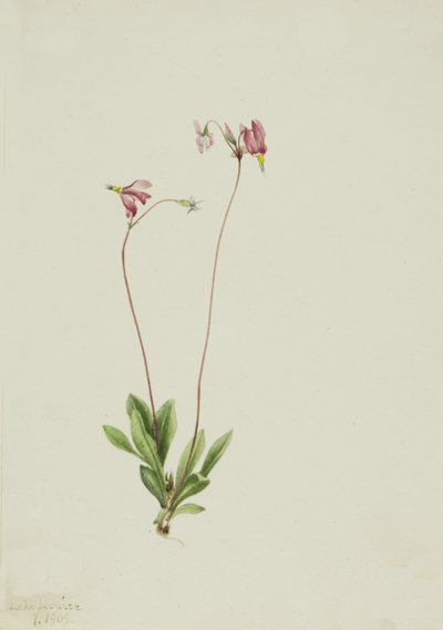 Dodecatheon pauciflorum, 1909 - Mary Vaux Walcott