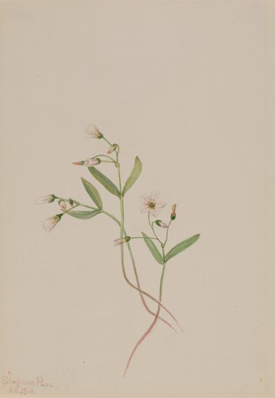 Beauté printanière Claytonia lanceolata, 1916 - Mary Vaux Walcott