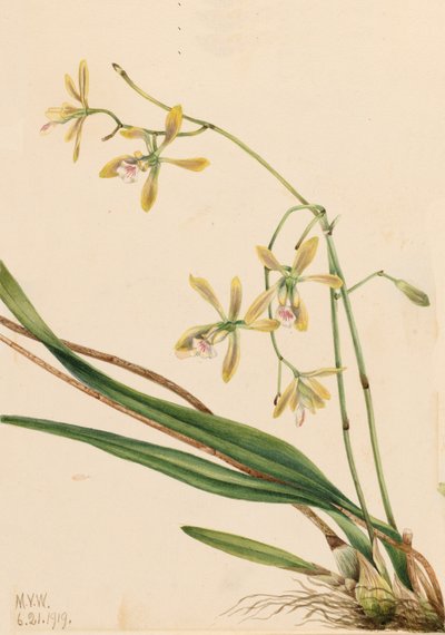 Epidendrum de Tampa, Epidendrum tampense, 1919 - Mary Vaux Walcott