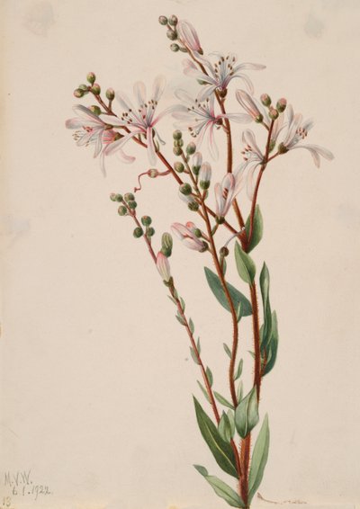 Tarflower Befaria racemosa - Mary Vaux Walcott