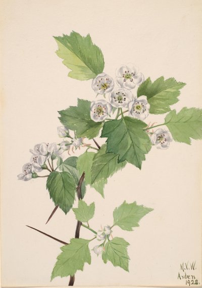 Aubépine des fourrés Crataegus coccinea - Mary Vaux Walcott