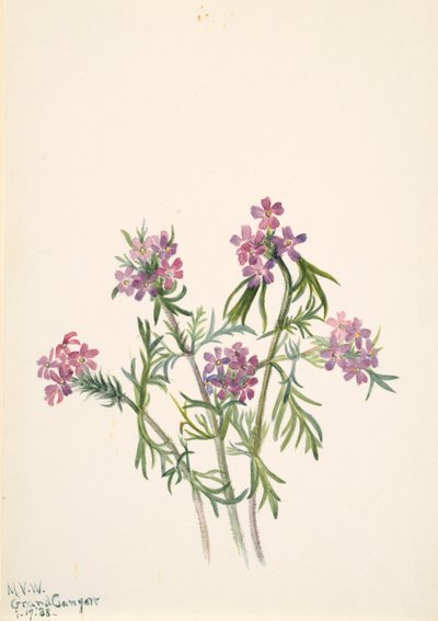 Verveine Verbena wrightii, 1938 - Mary Vaux Walcott