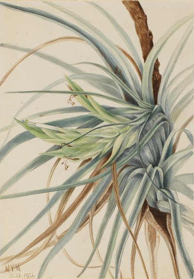 Ananas sauvage Tillandsia fasciculata, 1921 - Mary Vaux Walcott