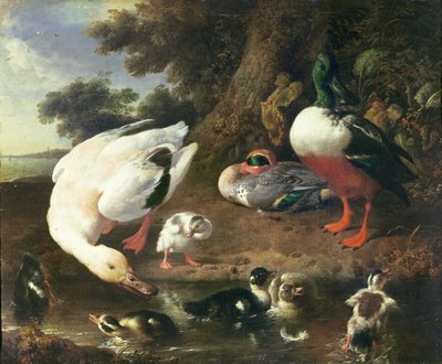 Canards de basse-cour - Melchior de Hondecoeter