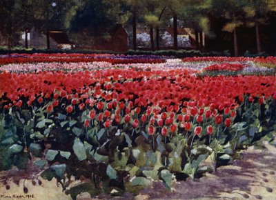 Tulipes à leur apogée - Mima Nixon