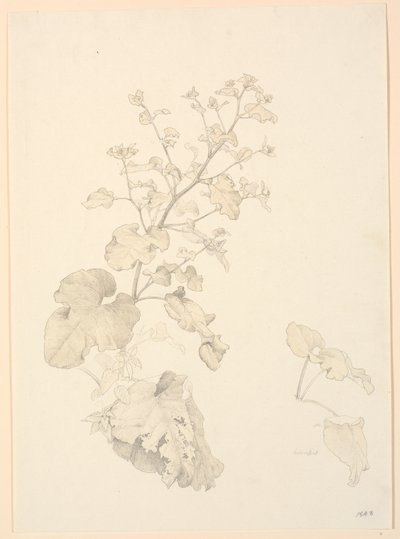 Plantes de rumex - P.C. Skovgaard