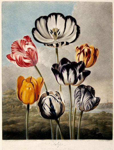 Tulipes - Philip Reinagle