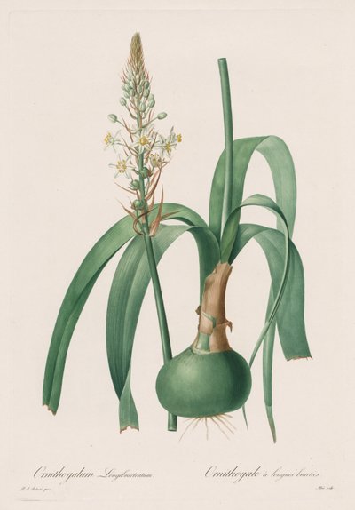 Les Liliacées: Ornithogalum longibracteatum - Pierre Joseph Redouté