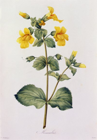 Mimulus - Pierre Joseph Redouté