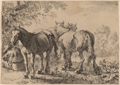 Trois chevaux dans un champ - Pieter van Laer