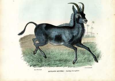 Bluebuck - Raimundo Petraroja