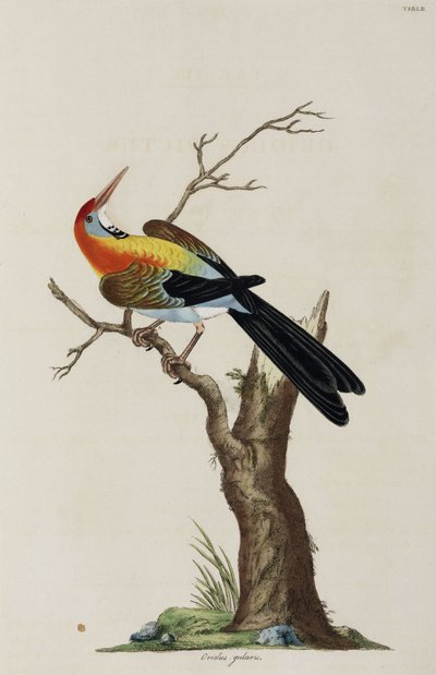 Oriole - John Pardon