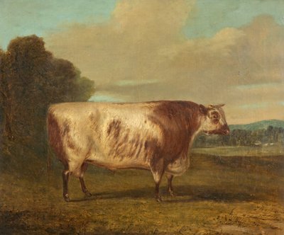 Un taureau, 1862 - Richard Whitford