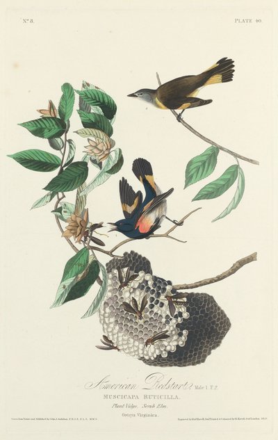 Paruline flamboyante, 1828 - Robert Havell