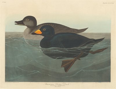 Canard noir américain, 1838 - Robert Havell