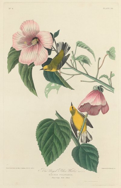 Paruline jaune à ailes bleues, 1827 - Robert Havell