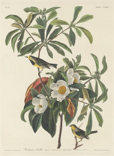 Paruline de Bachman - Robert Havell after John James Audubon