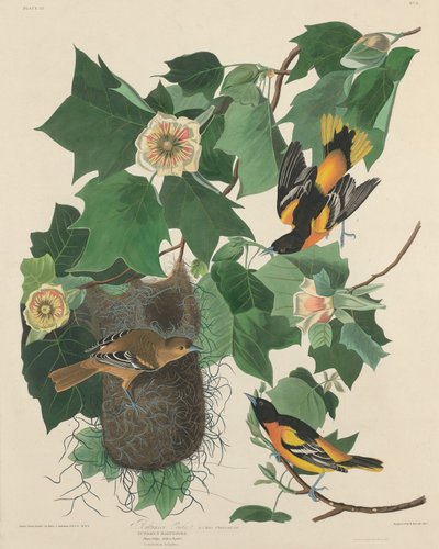 Oriole de Baltimore - Robert Havell after John James Audubon