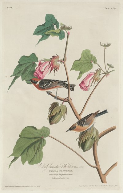 Paruline à poitrine baie - Robert Havell after John James Audubon