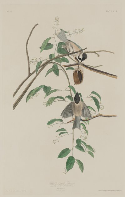 Mésange à tête noire - Robert Havell after John James Audubon