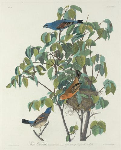 Guiraca bleu - Robert Havell after John James Audubon