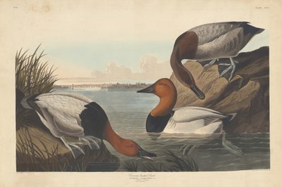 Canard à dos blanc - Robert Havell after John James Audubon