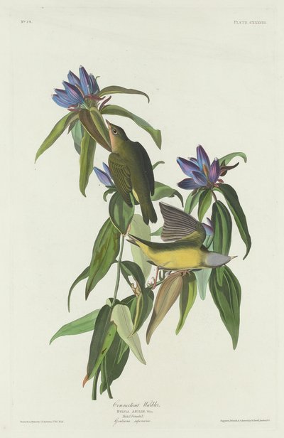 Paruline du Connecticut - Robert Havell after John James Audubon