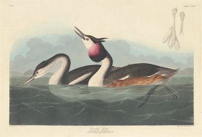 Grèbe huppé - Robert Havell after John James Audubon