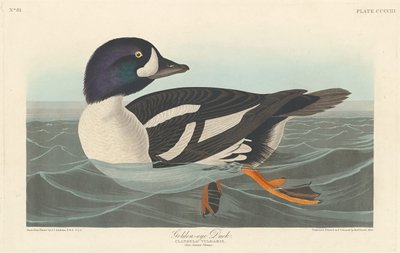 Canard à œil d