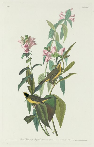 Gobemouche à tête noire verte - Robert Havell after John James Audubon