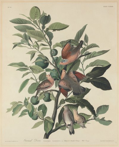 Colombe terrestre - Robert Havell after John James Audubon