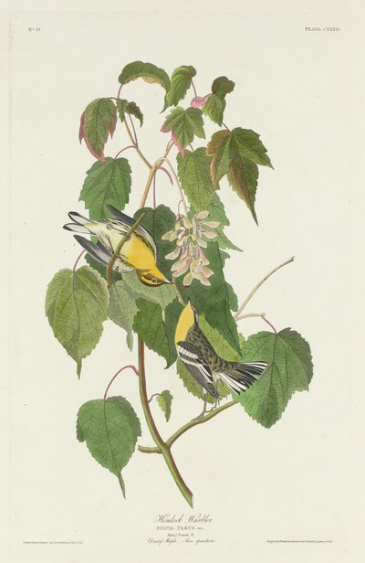 Paruline à gorge noire - Robert Havell after John James Audubon