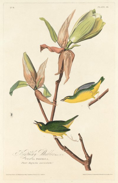 Paruline du Kentucky - Robert Havell after John James Audubon