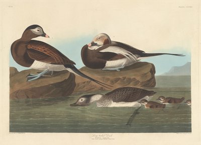 Canard à longue queue - Robert Havell after John James Audubon