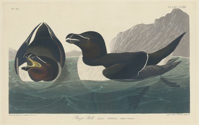 Pingouin torda - Robert Havell after John James Audubon