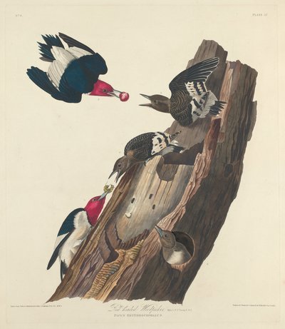 Pic à tête rouge - Robert Havell after John James Audubon