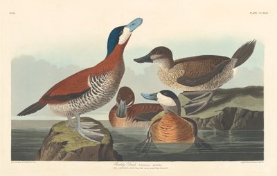 Canard roux - Robert Havell after John James Audubon