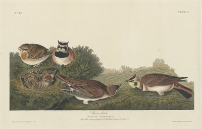 Alouette hausse-col - Robert Havell after John James Audubon