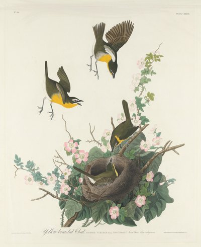 Paruline polyglotte - Robert Havell after John James Audubon