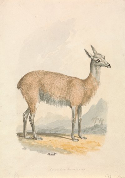 Llama - Samuel Howitt