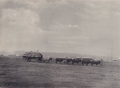 Un chariot à bœufs (photo n/b) - South African Photographer