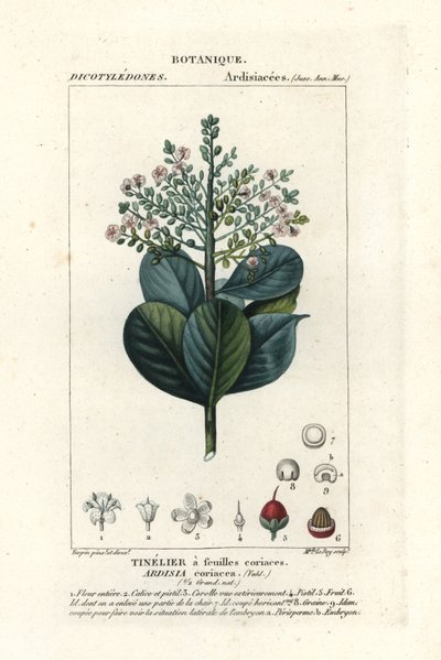 Ardisia coriacea - Stanghi Stanghi