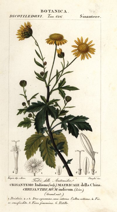 Chrysanthème indien, Chrysanthemum indicum - Stanghi Stanghi