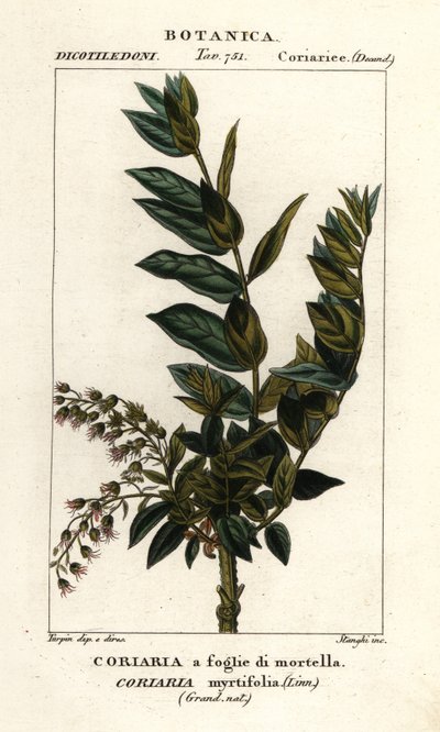 Arbre Redoul, Coriaria myrtifolia - Stanghi Stanghi