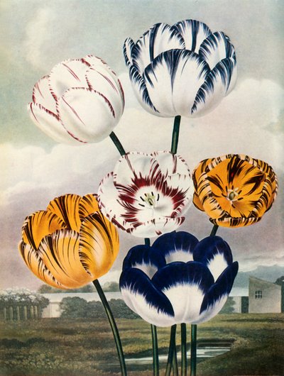 Tulipes, vers 1802-1821, 1948 - Thomas Baxter