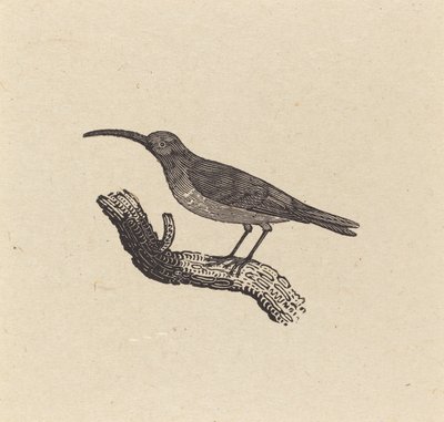 Un oiseau - Thomas Bewick